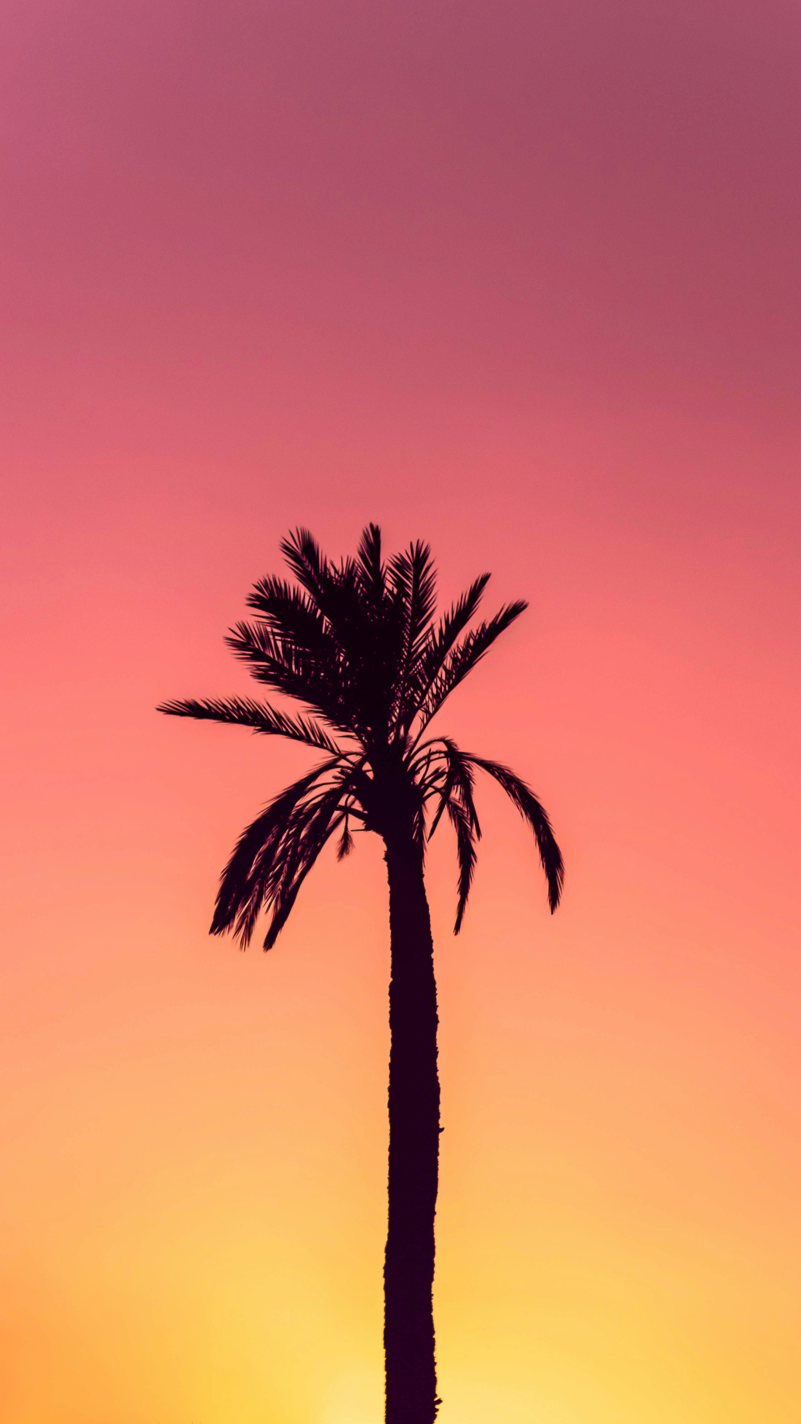 palmboom